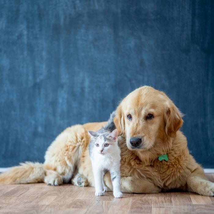 Golden retriever and white cat sitting together Golden retriever and white cat sitting together