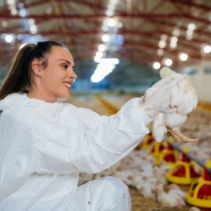 Person in white suit holding chick Person in white suit holding chick