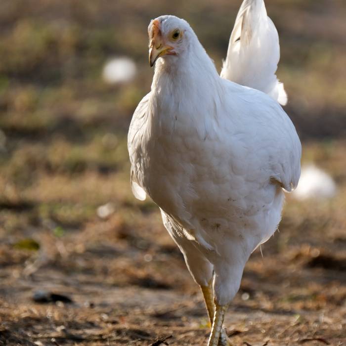 White chicken standing on dry ground cat with doctor