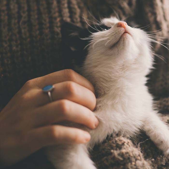 cat care by women cat care by women