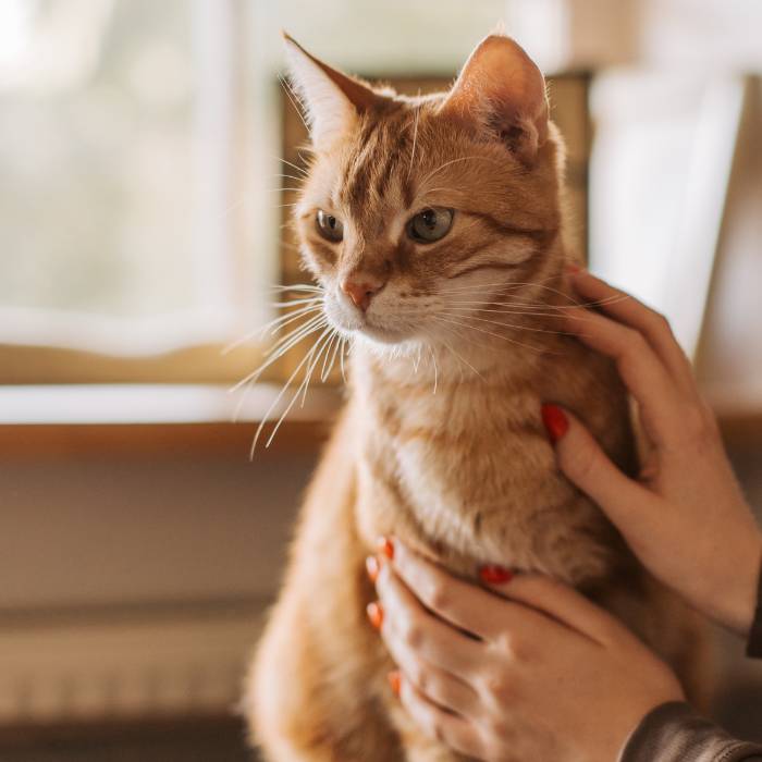 cat care by women cat care by women