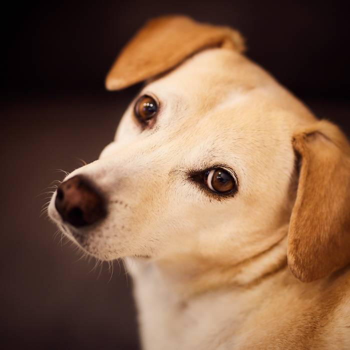 dog looking front dog looking front