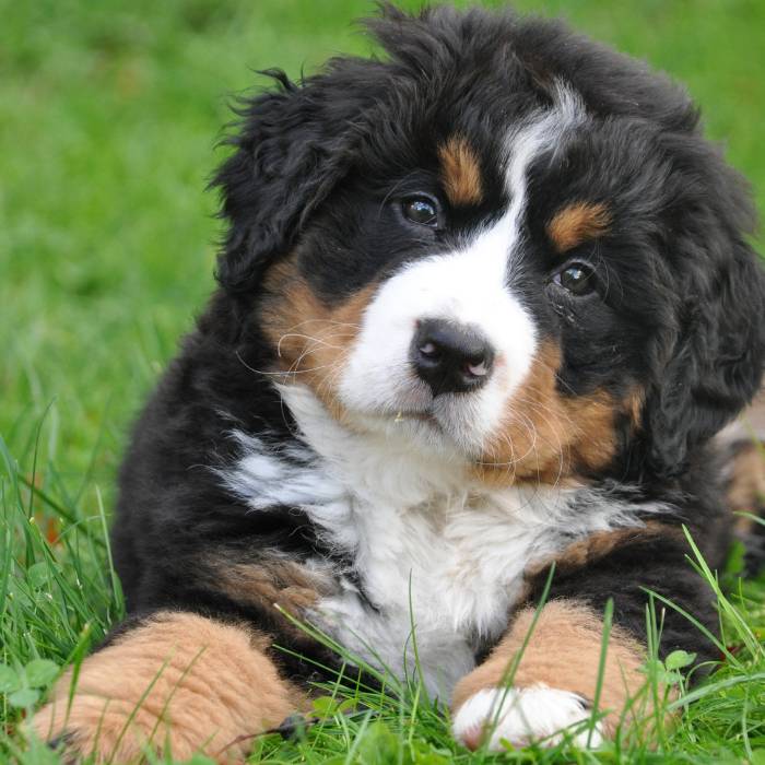 dog sitting on the field outside dog sitting on the field outside