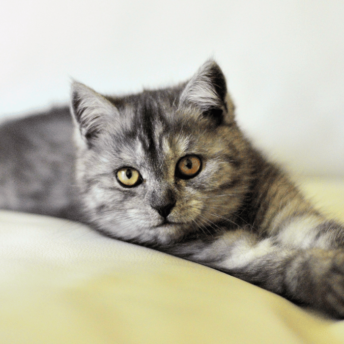 careers cat laying down