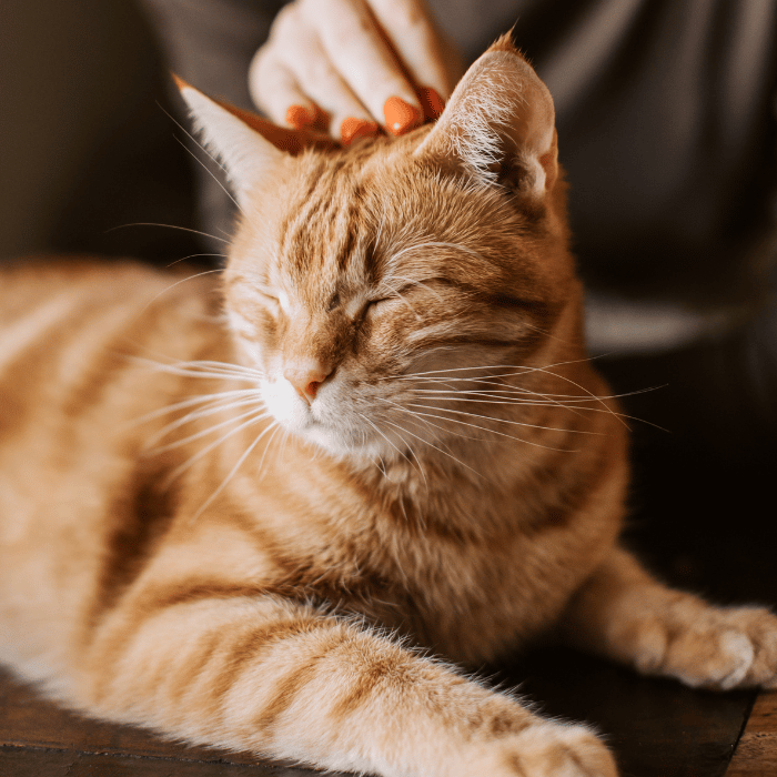 cat friendly care (3) person petting an orange cat
