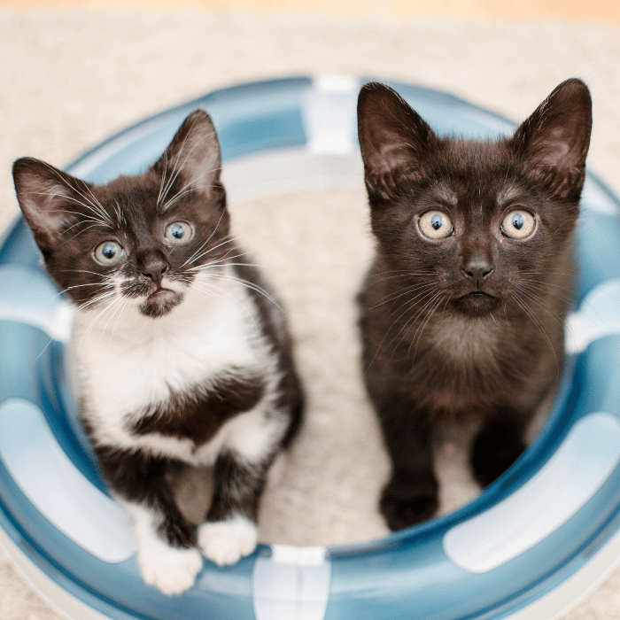 cryotherapy (1) two kittens playing