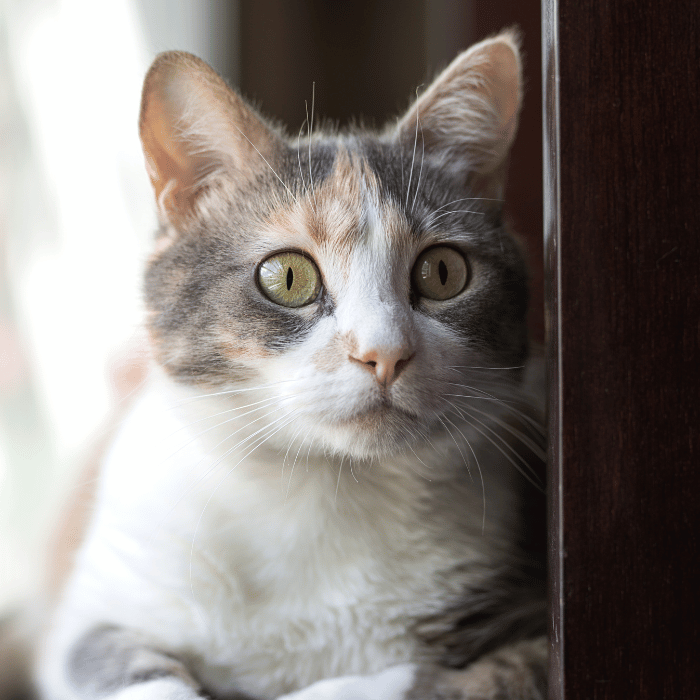 cryotherapy (2) calico cat