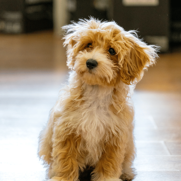 cryotherapy puppy sitting on a wood floor