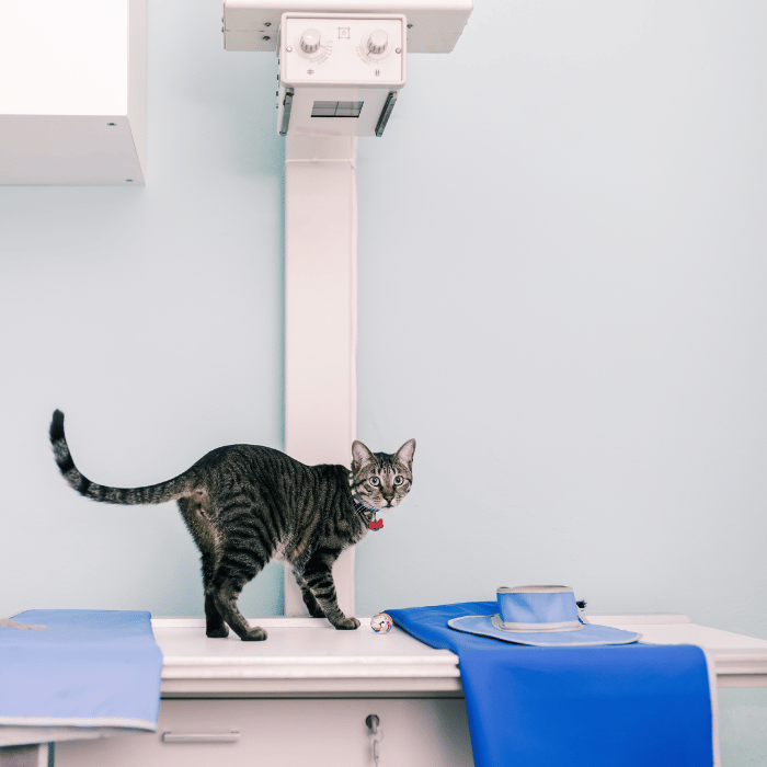 diagnostics (1) cat standing on x-ray machine