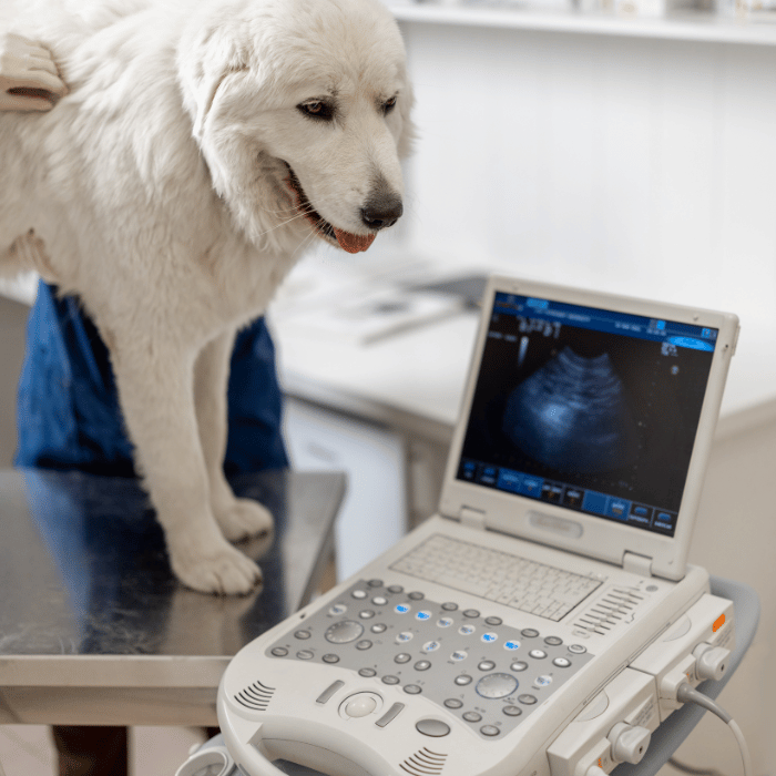 diagnostics dog getting an ultrasound