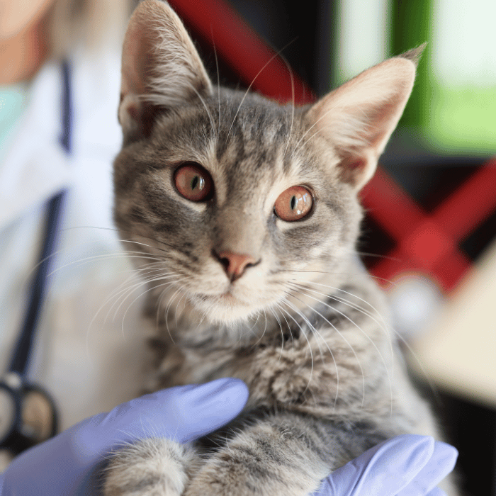 emergency care vet holding a grey cat
