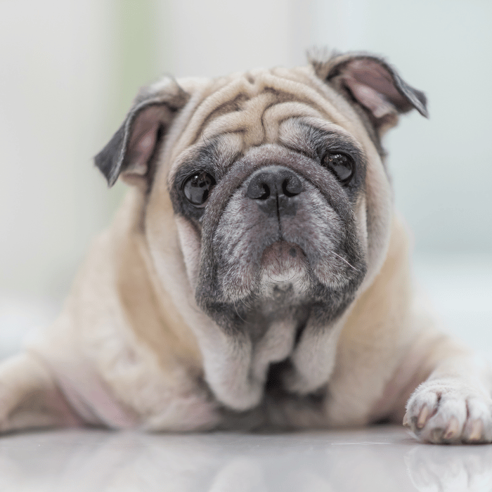 end of life care (2) senior pug laying down