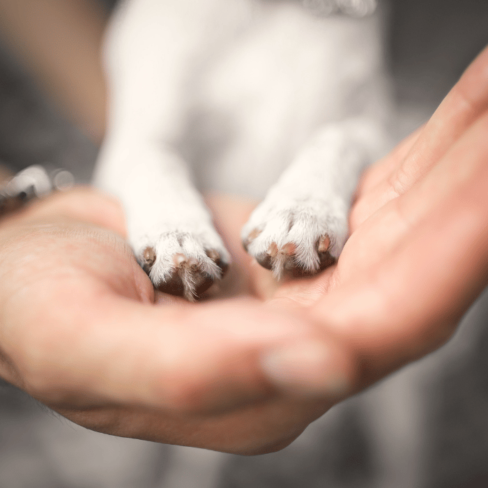 end of life care (3) person holding dogs paws
