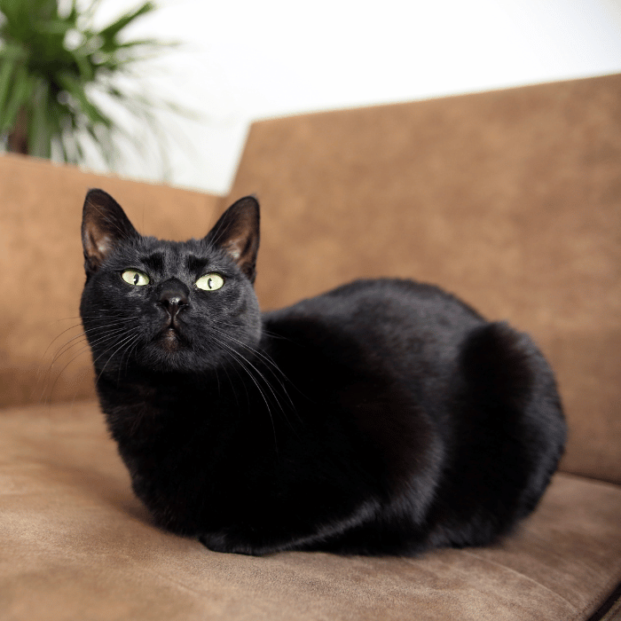 end of life care (4) black cat laying on a chair