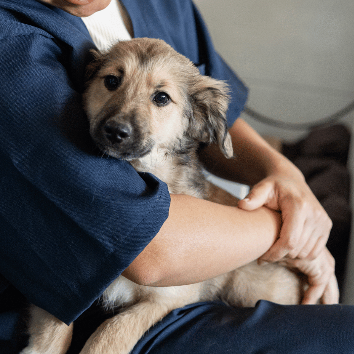 happy vet team (1) puppy sitting on a persons lap