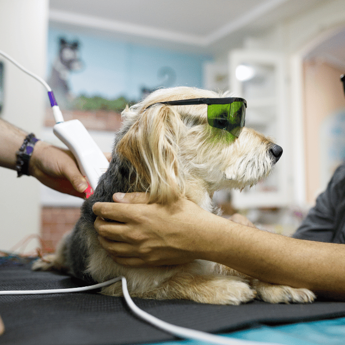 laser therapy (1) dog getting laser therapy