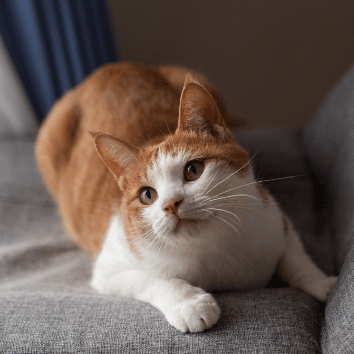 laser therapy (4) orange and white cat