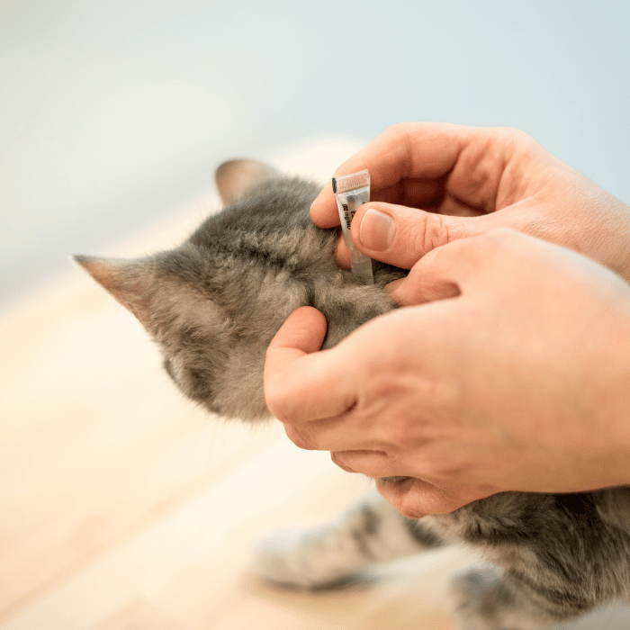pharmacy (1) cat getting flea medicine
