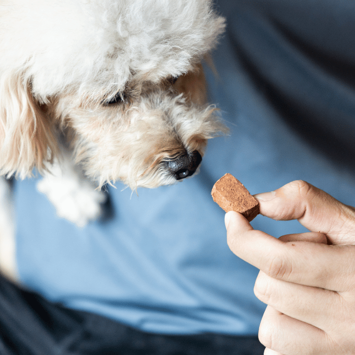 pharmacy dog getting heartworm medicine