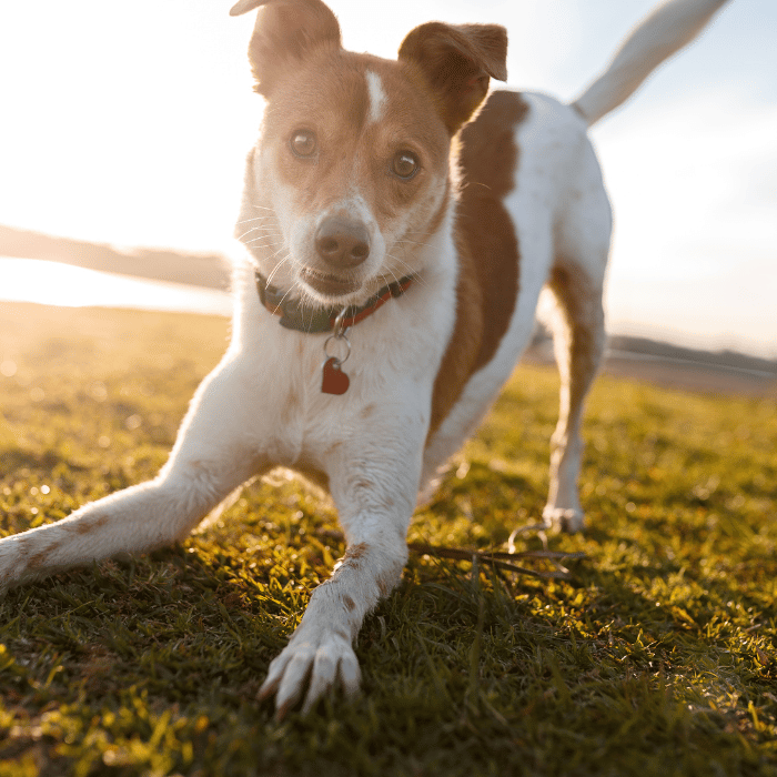 photo gallery dog playing outside