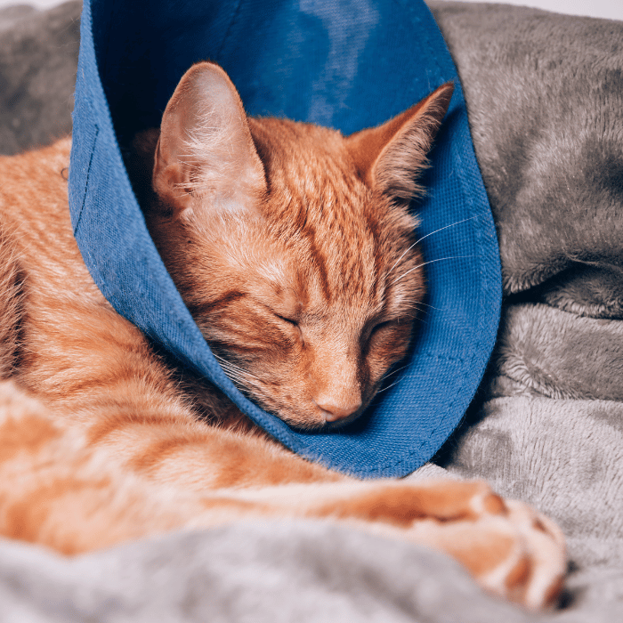 spay and neuter (2) cat wearing a cone after surgery