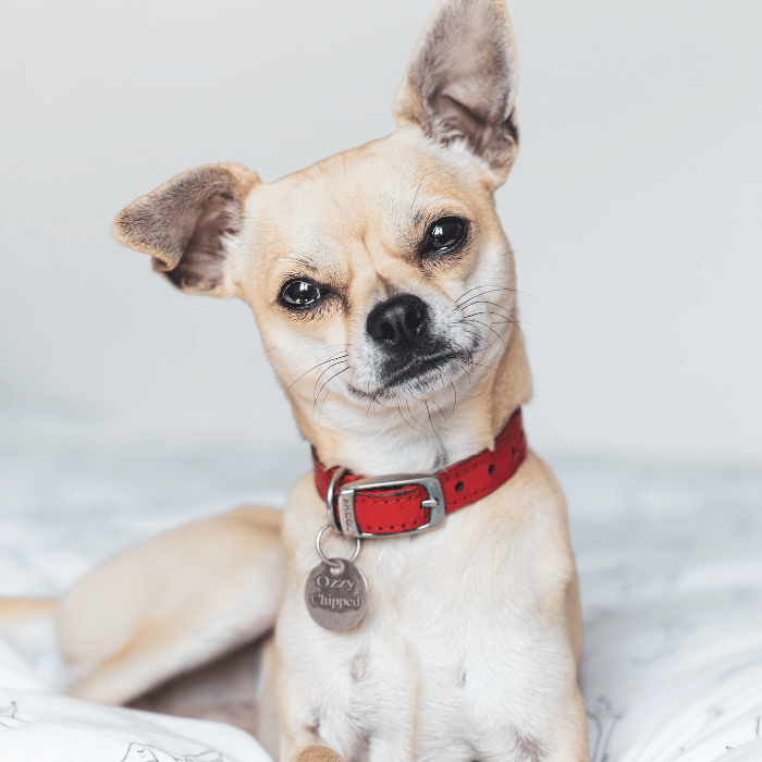spay and neuter dog wearing a red collar