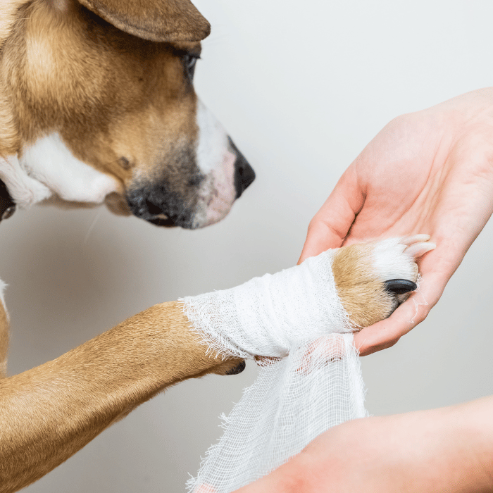 urgent care (1) dog getting foot bandage