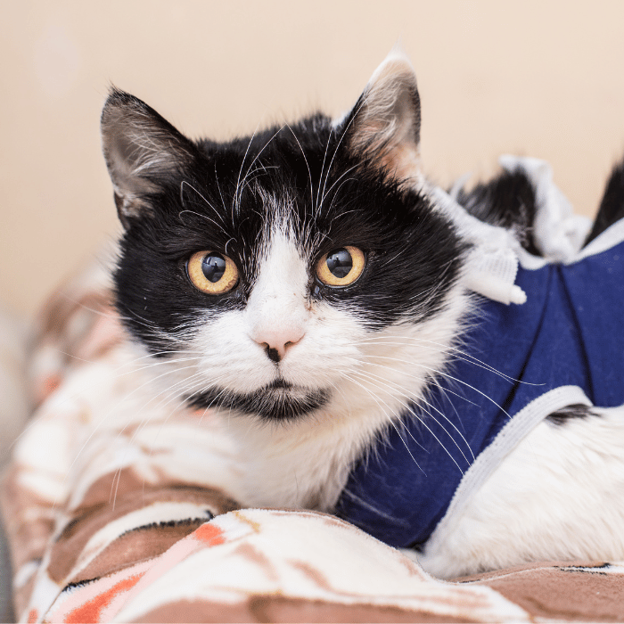 urgent care (2) black and white cat