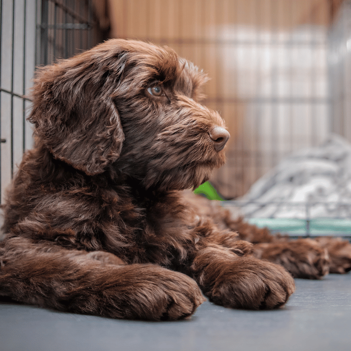 urgent care (3) puppy laying down