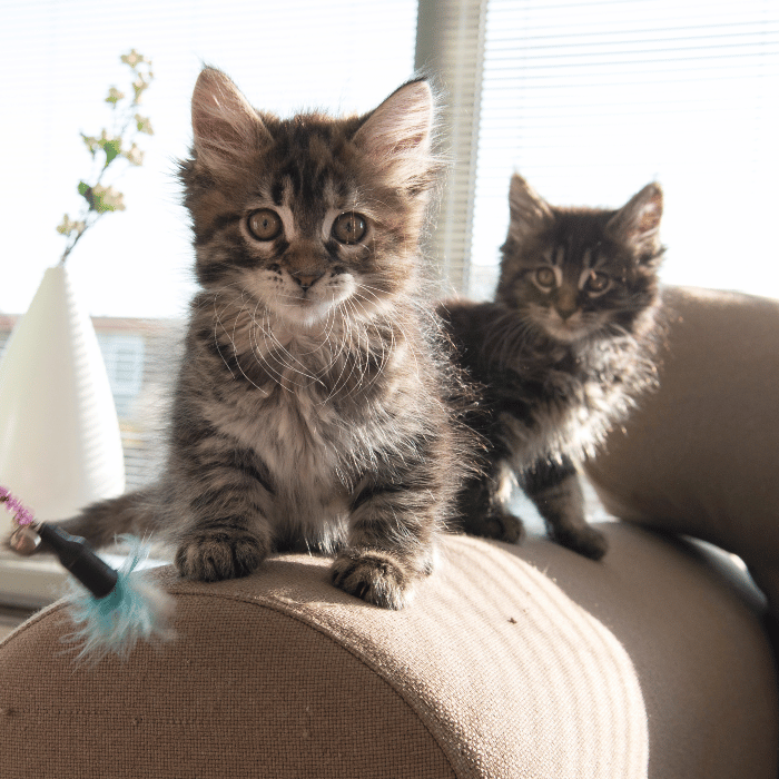 urgent care (5) kittens playing on a couch