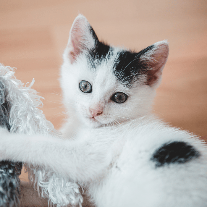 wellness kitten playing