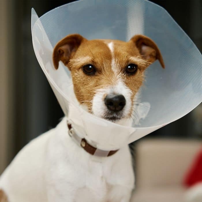 A small brown and white dog looks into the camera, wearing a plastic cone collar